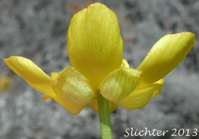 Flower of Dwarf Plantainleaved Buttercup, Dwarf Plantain-leaved Buttercup, Plantainleaf Buttercup: Ranunculus alismifolius var. alismellus (Synonym: Ranunculus alismaefolius var. alismellus)