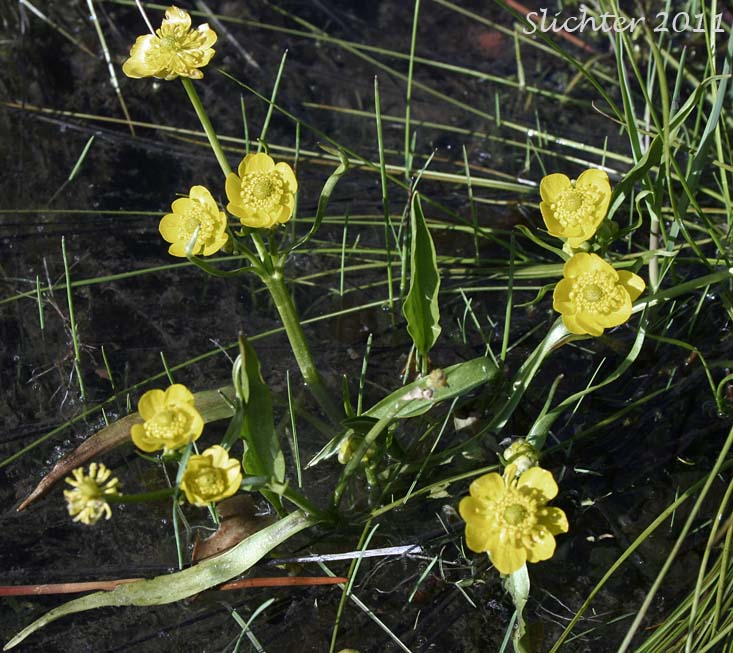 Water Plantain Buttercup, Plantain-leaved Buttercup: Ranunculus alismifolius var. alismifolius (Synonym: Ranunculus alismaefolius var. alismaefolius)