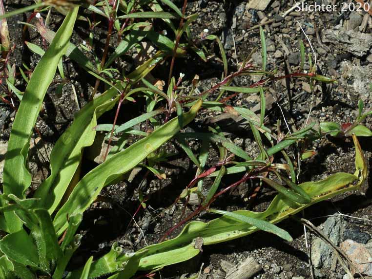 Hartweg's Buttercup, Plantain-leaf Buttercup: Ranunculus alismifolius var. hartwegii (Synonym: Ranunculus alismaefolius var. hartwegii)
