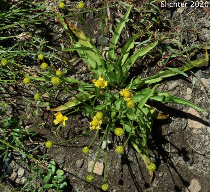 Hartweg's Buttercup, Plantain-leaf Buttercup: Ranunculus alismifolius var. hartwegii (Synonym: Ranunculus alismaefolius var. hartwegii)