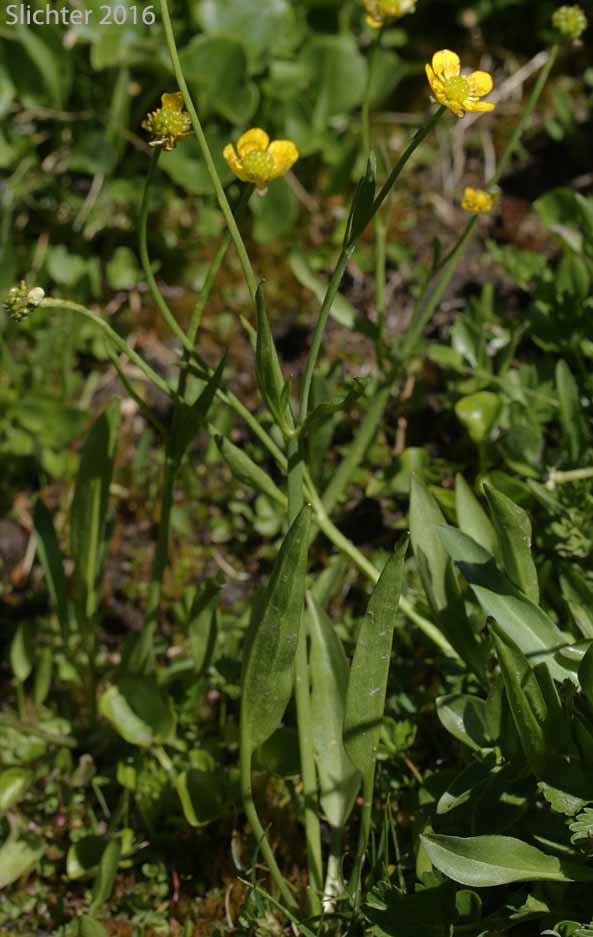 Hartweg's Buttercup: Ranunculus alismifolius var. hartwegii (Synonym: Ranunculus alismaefolius var. hartwegii)