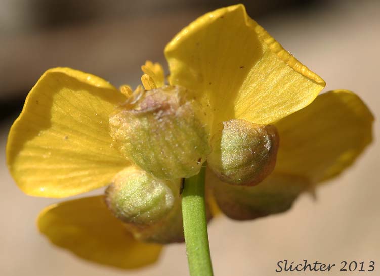 Flower of Snow Buttercup, Threesection Buttercup: Ranunculus eschscholtzii var. trisectus (Synonyms: Ranunculus suksdorfii ssp. trisectus, Ranunculus trisectus)