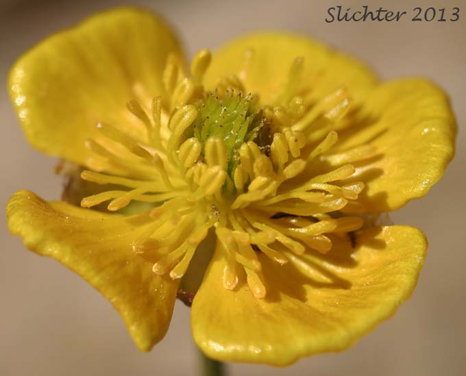 Close-up of a flower of Snow Buttercup, Threesection Buttercup: Ranunculus eschscholtzii var. trisectus (Synonyms: Ranunculus suksdorfii ssp. trisectus, Ranunculus trisectus)
