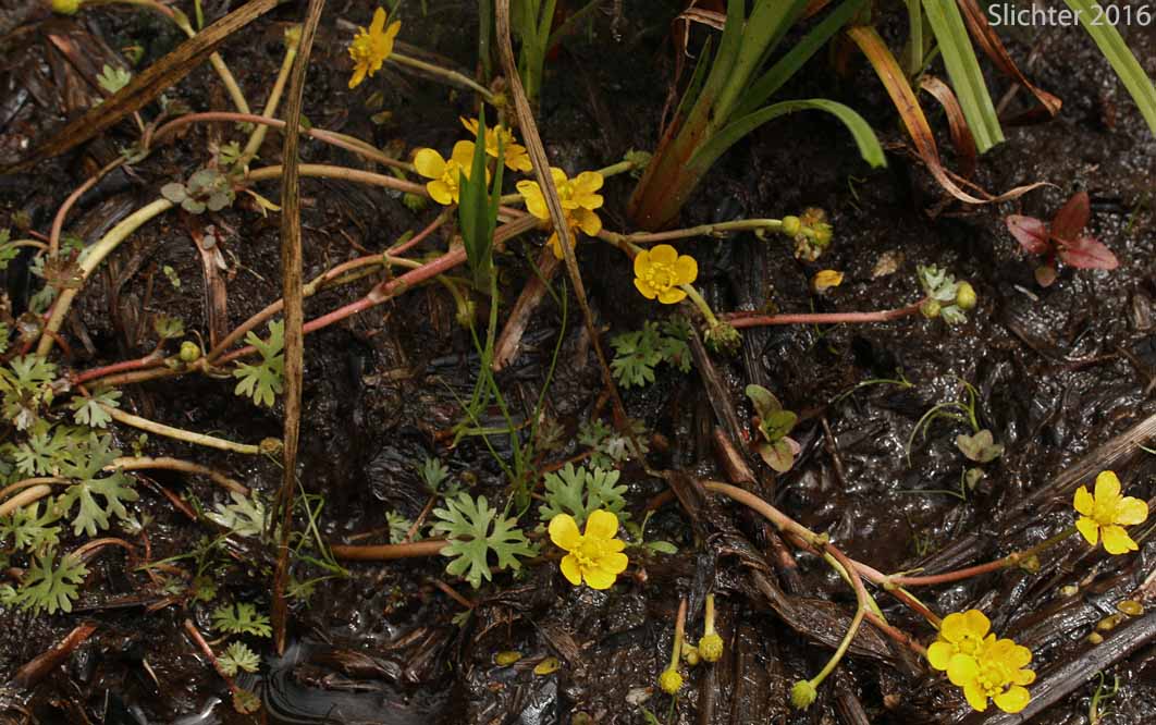 Yellow Water Buttercup: Ranunculus flabellaris (Synonym: Ranunculus delphiniifolius)