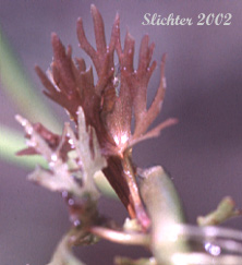 Leaf of Yellow Water Buttercup: Ranunculus flabellaris (Synonym: Ranunculus delphinifolius)