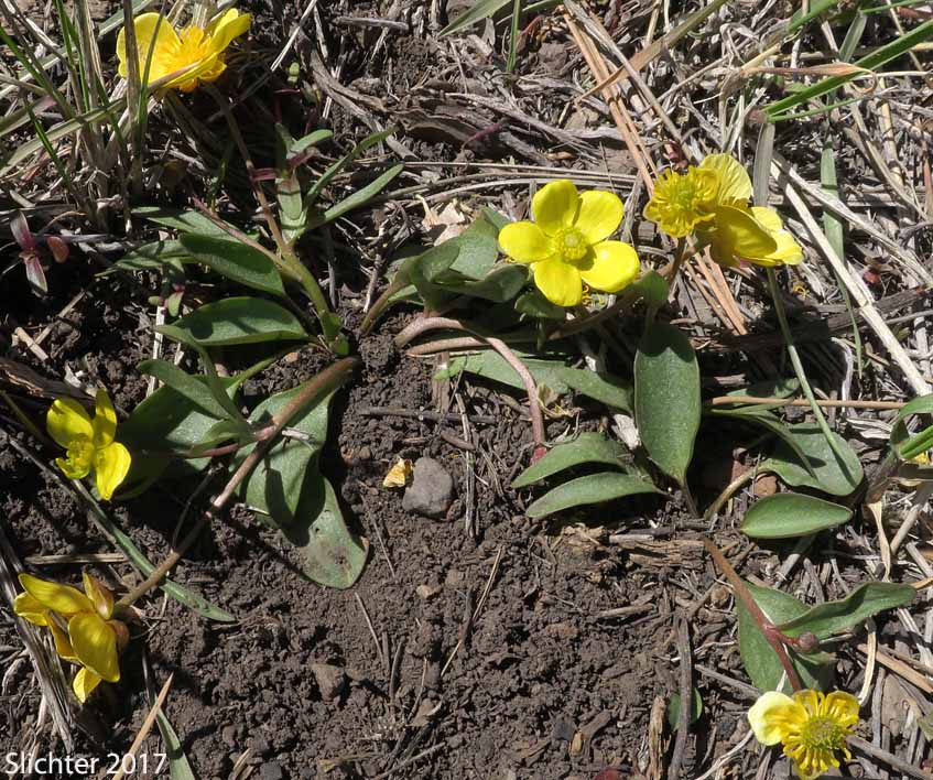 Elliptical Buttercup, Sagebrush Buttercup: Ranunculus glaberrimus var. ellipticus (Synonyms: Ranunculus ellipticus, Ranunculus glaberrimus var. buddii)