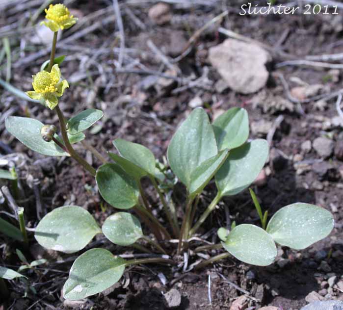 Elliptical Buttercup, Sagebrush Buttercup: Ranunculus glaberrimus var. ellipticus (Synonyms: Ranunculus ellipticus, Ranunculus glaberrimus var. buddii)