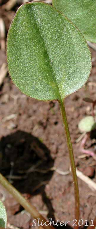 Basal leaf of Elliptical Buttercup, Sagebrush Buttercup: Ranunculus glaberrimus var. ellipticus (Synonyms: Ranunculus ellipticus, Ranunculus glaberrimus var. buddii)