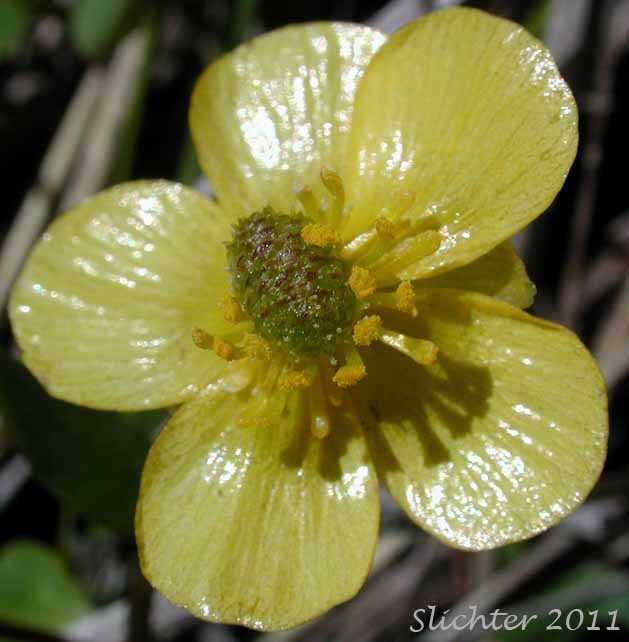 Flower of Elliptical Buttercup, Sagebrush Buttercup: Ranunculus glaberrimus var. ellipticus (Synonyms: Ranunculus ellipticus, Ranunculus glaberrimus var. buddii)