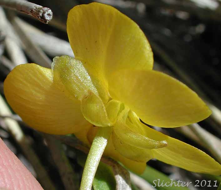 Underside of the petals and sepals of Elliptical Buttercup, Sagebrush Buttercup: Ranunculus glaberrimus var. ellipticus (Synonyms: Ranunculus ellipticus, Ranunculus glaberrimus var. buddii)
