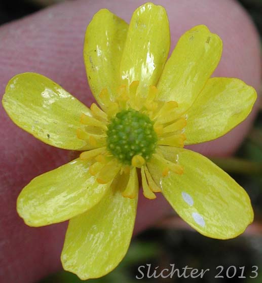 Flower of Elliptical Buttercup, Sagebrush Buttercup: Ranunculus glaberrimus var. ellipticus (Synonyms: Ranunculus ellipticus, Ranunculus glaberrimus var. buddii)
