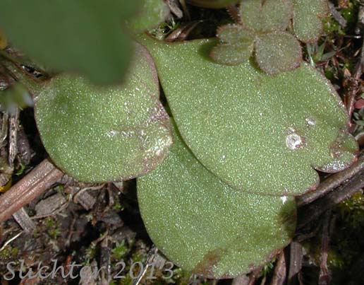 Basal leaves of Elliptical Buttercup, Sagebrush Buttercup: Ranunculus glaberrimus var. ellipticus (Synonyms: Ranunculus ellipticus, Ranunculus glaberrimus var. buddii)