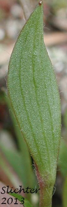 Stem leaf of Elliptical Buttercup, Sagebrush Buttercup: Ranunculus glaberrimus var. ellipticus (Synonyms: Ranunculus ellipticus, Ranunculus glaberrimus var. buddii)