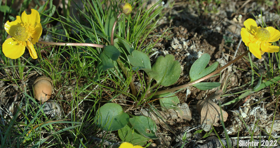 Sagebrush Buttercup, Wax Buttercup: Ranunculus glaberrimus var. glaberrimus (Synonym: Ranunculus glaberrimus var. typicus)