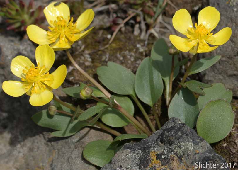 Sagebrush Buttercup, Wax Buttercup: Ranunculus glaberrimus var. glaberrimus (Synonym: Ranunculus glaberrimus var. typicus)