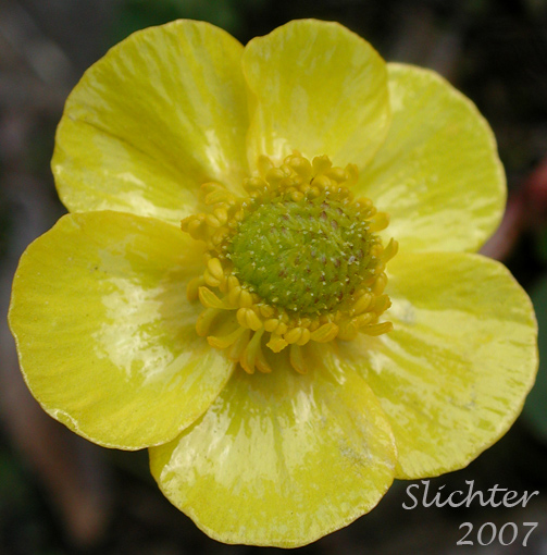 Close-up of the flower of Sagebrush Buttercup, Wax Buttercup: Ranunculus glaberrimus var. glaberrimus (Synonym: Ranunculus glaberrimus var. typicus)