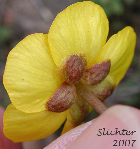 Underside of the flower of Sagebrush Buttercup, Wax Buttercup: Ranunculus glaberrimus var. glaberrimus (Synonym: Ranunculus glaberrimus var. typicus)