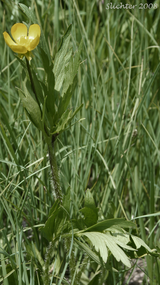 Western Swamp Buttercup: Ranunculus orthorhynchus var. platyphyllus (Synonym: Ranunculus orthorhynchus ssp. platyphyllus)