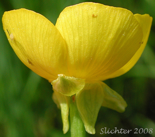 Flower of Ranunculus orthorhynchus var. platyphyllus