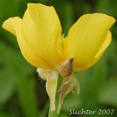Flower of Large-flowered Swamp Buttercup, Swamp Buttercup: Ranunculus orthorhynchus var. platyphyllus (Synonym: Ranunculus orthorhynchus ssp. platyphyllus)
