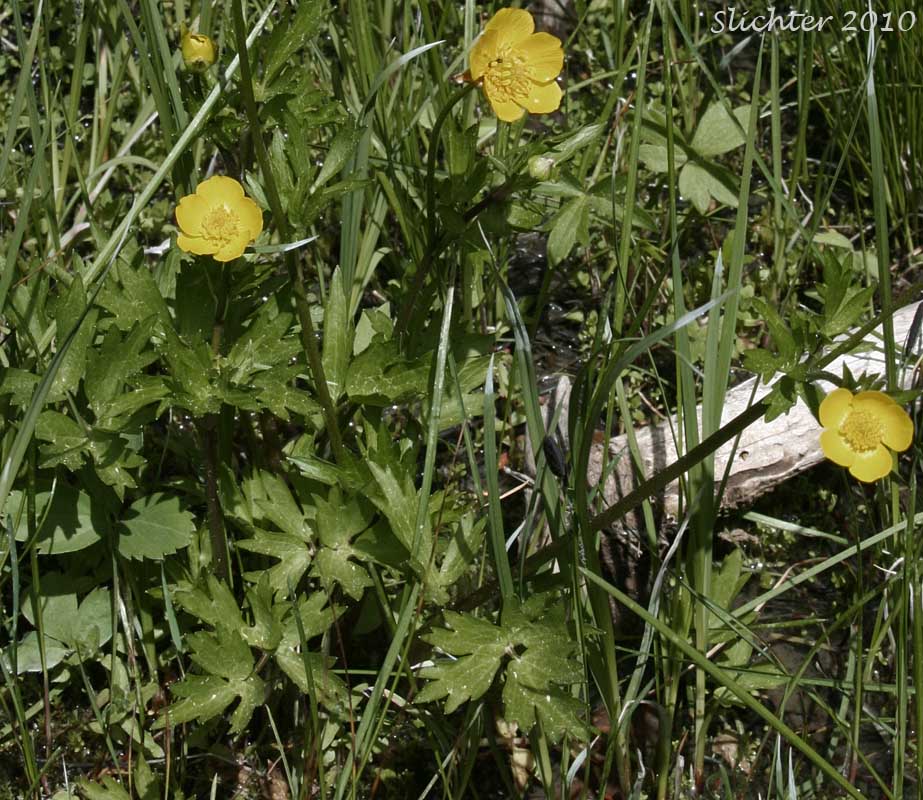 Large-flowered Swamp Buttercup, Swamp Buttercup: Ranunculus orthorhynchus var. platyphyllus (Synonym: Ranunculus orthorhynchus ssp. platyphyllus)