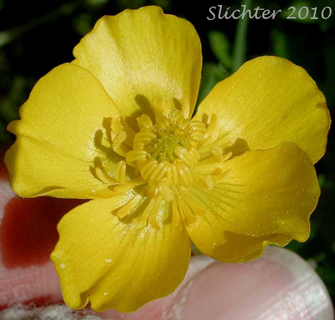 Flower of Large-flowered Swamp Buttercup, Swamp Buttercup: Ranunculus orthorhynchus var. platyphyllus