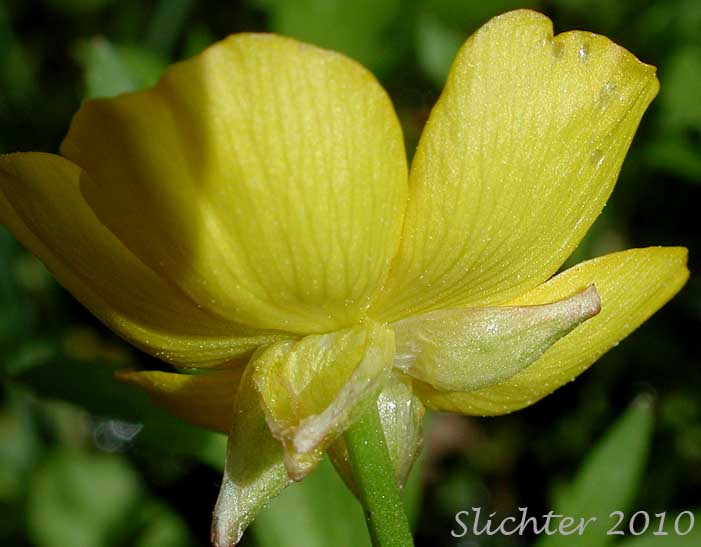 Flower of Large-flowered Swamp Buttercup, Swamp Buttercup: Ranunculus orthorhynchus var. platyphyllus (Synonym: Ranunculus orthorhynchus ssp. platyphyllus)