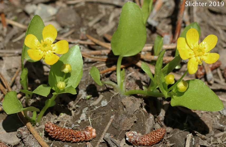 Blue Mountain Buttercup, Mountain Buttercup, Popular Buttercup: Ranunculus populago