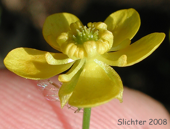 Flower of Blue Mountain Buttercup, Mountain Buttercup, Popular Buttercup: Ranunculus populago