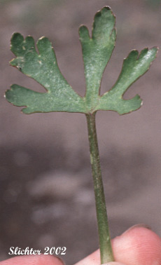 Leaf of Blister Buttercup, Cursed Buttercup, Celery-leaved Buttercup, Celeryleaved Buttercup, Division Blister Buttercup: Ranunculus sceleratus var. multifidus (Synonym: Ranunculus sceleratus ssp. multifidus)