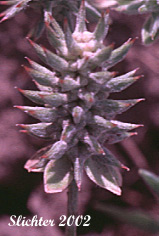 Seed head of Bur Buttercup, Hornseed, Hornseed Buttercup: Ceratocephala testiculata (Synonyms: Ceratocephalus orthoceras, Ranunculus testiculatus)