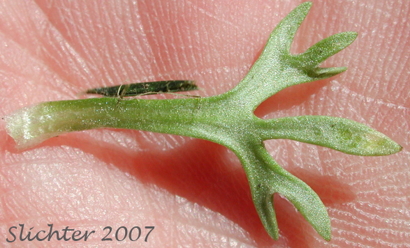 Leaf of Bur Buttercup, Hornseed, Hornseed Buttercup: Ceratocephala testiculata (Synonyms: Ceratocephalus orthoceras, Ranunculus testiculatus)
