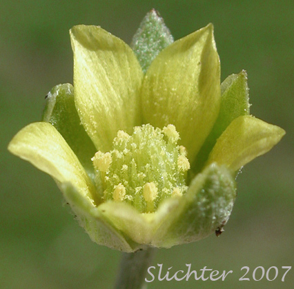 Flower of Bur Buttercup, Hornseed, Hornseed Buttercup: Ceratocephala testiculata (Synonyms: Ceratocephalus orthoceras, Ranunculus testiculatus)