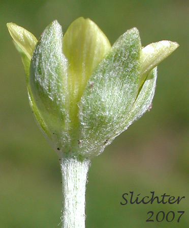 Sepals of Bur Buttercup, Hornseed, Hornseed Buttercup: Ceratocephala testiculata (Synonyms: Ceratocephalus orthoceras, Ranunculus testiculatus)