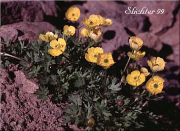 Arctic Buttercup, Modest Buttercup: Ranunculus grayi (Synonyms: Ranunculus gelidus var. grayi, Ranunculus verecundus)