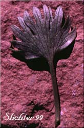 Lower leaf surface of Arctic Buttercup, Modest Buttercup: Ranunculus grayi (Synonyms: Ranunculus gelidus var. grayi, Ranunculus verecundus)