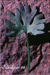 Leaf of Arctic Buttercup, Modest Buttercup: Ranunculus grayi (Synonyms: Ranunculus gelidus var. grayi, Ranunculus verecundus)