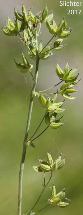 Seed heads of Fendler's Meadowrue, Fendler's Meadow-rue: Thalictrum fendleri (Synonym: Thalictrum fendleri var. platycarpum)