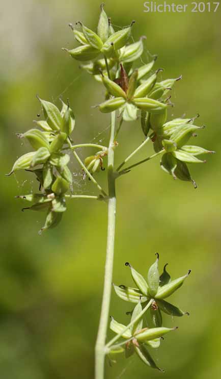 Seed heads of Fendler's Meadowrue, Fendler's Meadow-rue: Thalictrum fendleri (Synonym: Thalictrum fendleri var. platycarpum)