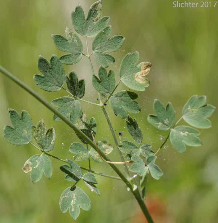 Stem leaf of Fendler's Meadowrue, Fendler's Meadow-rue: Thalictrum fendleri (Synonym: Thalictrum fendleri var. platycarpum)