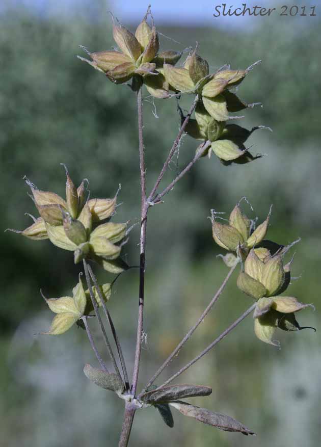 Inflorescence with fruits of Fendler's Meadowrue, Fendler's Meadow-rue: Thalictrum fendleri (Synonym: Thalictrum fendleri var. platycarpum)