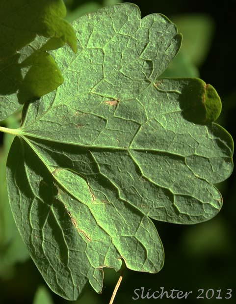 Lower leaf surface of Western Meadowrue, Western Meadow-rue: Thalictrum occidentale (Synonyms: Thalictrum occidentale var. macounii, Thalictrum occidentale var. occidentale, Thalictrum occidentale var. palousense)