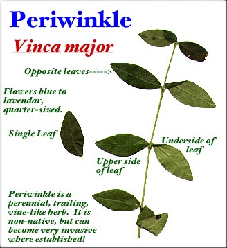 Periwinkle, Greater Periwinkle, Bigleaf Periwinkle, Vinca: Vinca major