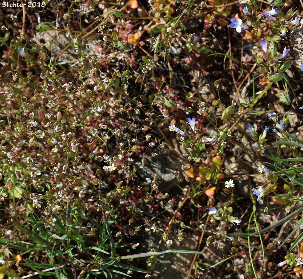 Cryptobiotic crust with Draba verna and Maiden Blue-eyed Mary, Small-flowered Blue-eyed Mary: Collinsia parviflora (Synonyms: Antirrhinum tenellum, Collinsia grandiflora var. pusilla, Collinsia tenella)