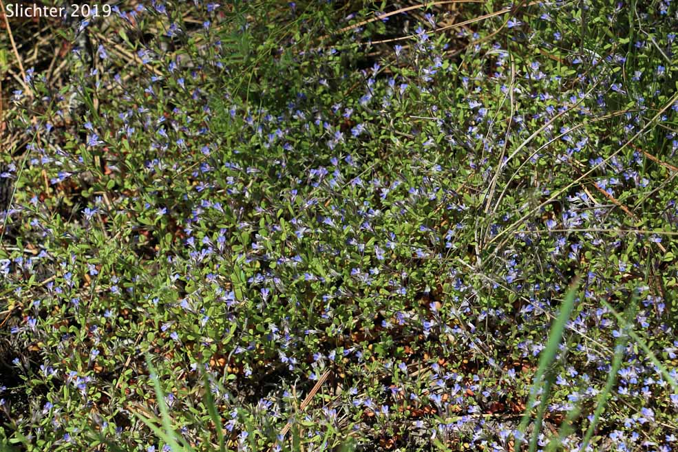 Maiden Blue-eyed Mary, Small-flowered Blue-eyed Mary: Collinsia parviflora (Synonyms: Antirrhinum tenellum, Collinsia grandiflora var. pusilla, Collinsia tenella)