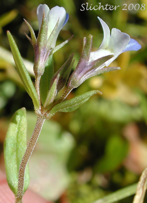 Maiden Blue-eyed Mary, Small-flowered Blue-eyed Mary: Collinsia parviflora (Synonyms: Antirrhinum tenellum, Collinsia grandiflora var. pusilla, Collinsia tenella)
