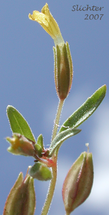Short-flowered Monkeyflower: Erythranthe breviflora (Synonyms: Mimulus breviflorus, Mimulus breviflorus ssp. breviflorus, Mimulus breviflorus ssp. robustus, Mimulus inflatulus)