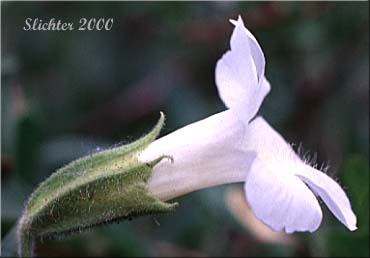 Albino flower of Lewis' Monkeyflower, Great Purple Monkeyflower, Purple Monkey-flower: Erythranthe lewisii (Synonym: Mimulus lewisii)