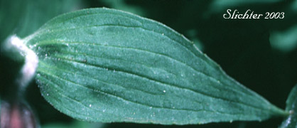 Leaf of Lewis' Monkeyflower, Great Purple Monkeyflower, Purple Monkey-flower: Erythranthe lewisii (Synonym: Mimulus lewisii)