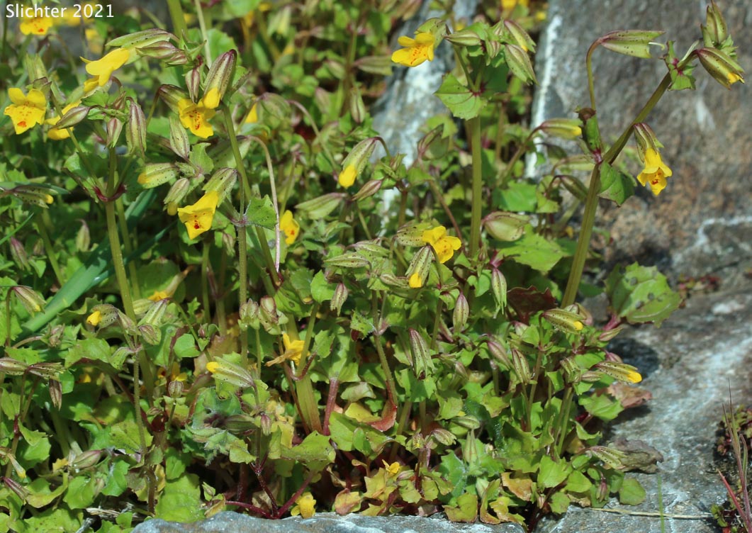 Small-leaf Monkeyflower: Erythranthe microphylla (Synonyms: Mimulus guttatus, Mimulus guttatus var. depauperatus, Mimulus guttatus var. laxus, Mimulus guttatus var. microphyllus, Mimulus laxus, Mimulus microphyllus)